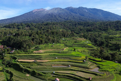 Proyeksi Beras Nasional Surplus September 2025