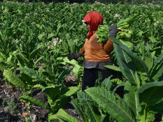 Petani Tembakau Tagih Janji Deregulasi PP Kesehatan