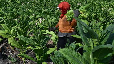 Petani Tembakau Tagih Janji Deregulasi PP Kesehatan
