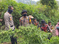 Studi Ungkap Ganja Memicu Sel Kanker