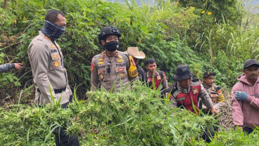 Studi Ungkap Ganja Memicu Sel Kanker