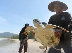 Penyelamatan Penyu Sisik Yang Terancam Punah