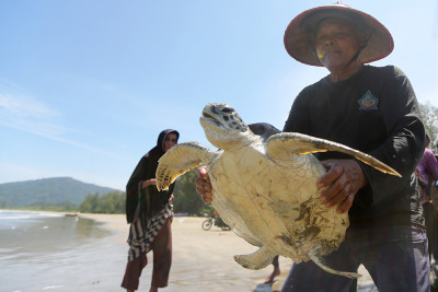Penyelamatan Penyu Sisik Yang Terancam Punah