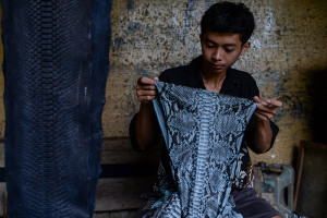 Kerajinan Kulit Ular Tembus Pasar Ekspor