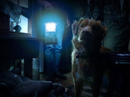 Antisipasi ‘Good Boy’, Film Horor yang Disebut Bakal Lebih Sukses dari Weapons
