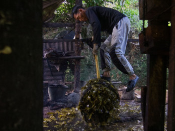 KPPU Temukan Ketidakseimbangan Harga Tawar Komoditas Gambir di Sumbar, Ini Saran ke Pemda
