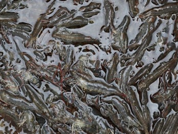 Udang Beku asal RI Tercemar Radioaktif, Bapeten Amankan Material Besi Bekas