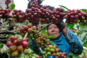 Produksi Kopi Indonesia Catat Kenaikan 40-60 Persen