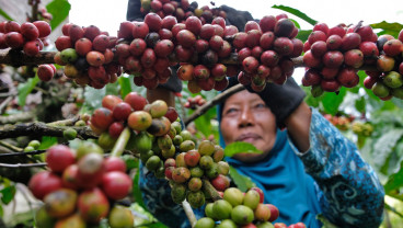 Produksi Kopi Indonesia Catat Kenaikan 40-60 Persen