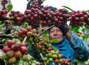 Produksi Kopi Indonesia Catat Kenaikan 40-60 Persen