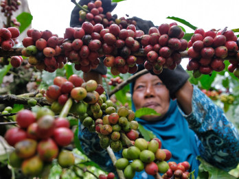 Produksi Kopi Indonesia Catat Kenaikan 40-60 Persen