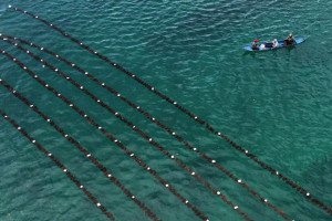 Puluhan Ton Rumput Laut Coklat Panen di Wakatobi