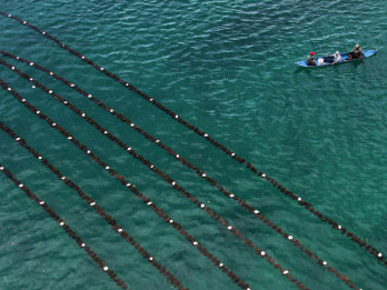 Puluhan Ton Rumput Laut Coklat Panen di Wakatobi