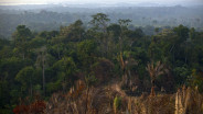 Brasil Kantongi Dukungan untuk Dana Konservasi Hutan TFFF US$125 Miliar