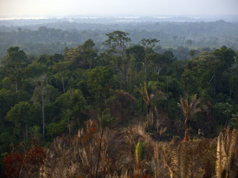 Brasil Kantongi Dukungan untuk Dana Konservasi Hutan TFFF US$125 Miliar