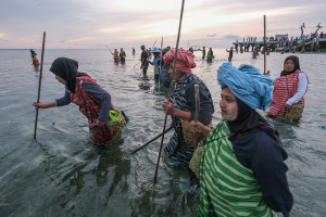 Warga Desa Sombu Gelar Hekente, Tradisi Menombak Ikan di Laut Dangkal