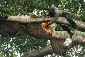 Madu Lebah Liar Seulawah Aceh Laris di Pasar Sumatra