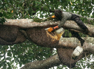 Madu Lebah Liar Seulawah Aceh Laris di Pasar Sumatra