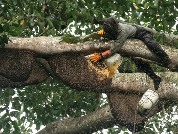 Madu Lebah Liar Seulawah Aceh Laris di Pasar Sumatra