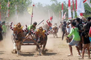Tradisi Makepung Jembrana Bali, Lestarikan Warisan Budaya dan Promosikan Pariwisata