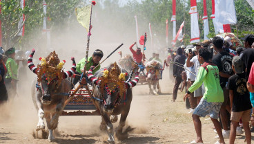 Tradisi Makepung Jembrana Bali, Lestarikan Warisan Budaya dan Promosikan Pariwisata