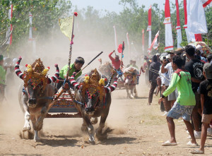 Tradisi Makepung Jembrana Bali, Lestarikan Warisan Budaya dan Promosikan Pariwisata