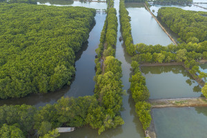 Indonesia Targetkan Rehabilitasi 769.824 Ha Mangrove di 2025