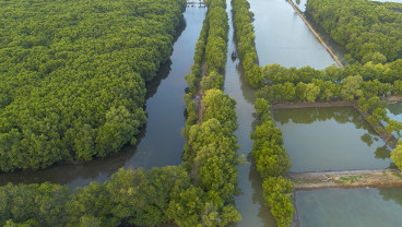 Indonesia Targetkan Rehabilitasi 769.824 Ha Mangrove di 2025