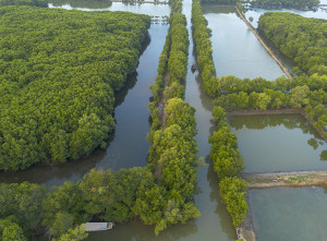 Indonesia Targetkan Rehabilitasi 769.824 Ha Mangrove di 2025