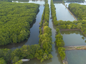 Indonesia Targetkan Rehabilitasi 769.824 Ha Mangrove di 2025