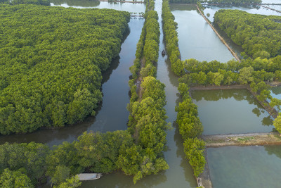 Indonesia Targetkan Rehabilitasi 769.824 Ha Mangrove di 2025