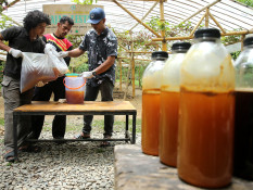 Madu Hutan Siap Dipasarkan hingga ke Malaysia dan Singapura