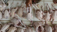 Harga Ayam Ras Segar di Cirebon Tembus Rp35.000, Pedagang Pasar Terjepit