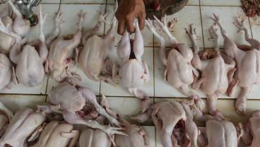 Harga Ayam Ras Segar di Cirebon Tembus Rp35.000, Pedagang Pasar Terjepit