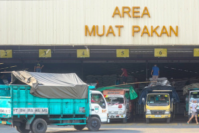 Tekanan Jangka Pendek Tak Goyahkan Prospek Emiten Unggas CPIN & JPFA