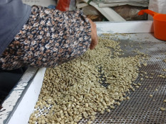 EUDR hingga Tarif Trump Bikin Ekspor Kopi Kian Pahit
