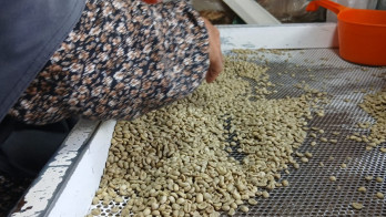 EUDR hingga Tarif Trump Bikin Ekspor Kopi Kian Pahit