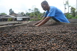 Kontribusi Kopi Jatim Capai 18,31 Persen Ekspor Nasional