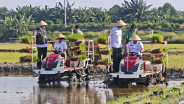 Sinergi Lintas Sektor Dorong Pemulihan Padi Pasca Banjir Demak