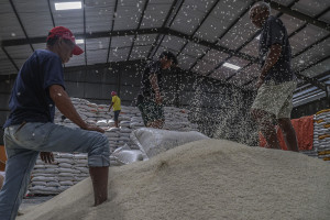 Ketersediaan Beras Nasional 2025 Melimpah, Capai 36,98 Juta Ton