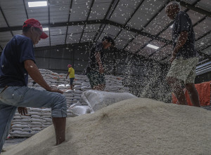 Ketersediaan Beras Nasional 2025 Melimpah, Capai 36,98 Juta Ton