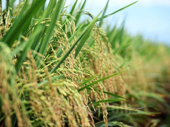 Kuningan Genjot Produksi Padi, Targetkan Tiga Kali Tanam Tahun Ini