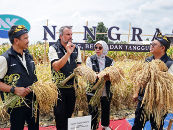 Panen Padi Hibrida NINGRAT NK 2133 di Jawa Timur