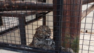 Macan Tutul yang Kabur dari Lembang Zoo Rencananya Dilepas ke Gunung Ciremai Hari Ini