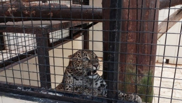 Macan Tutul yang Kabur dari Lembang Zoo Rencananya Dilepas ke Gunung Ciremai Hari Ini