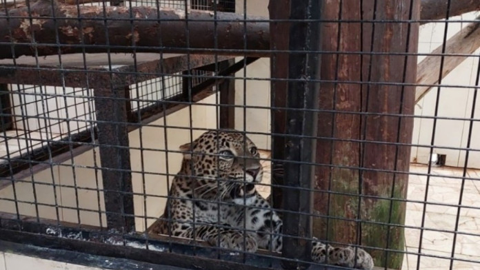 Macan Tutul yang Kabur dari Lembang Zoo Rencananya Dilepas ke Gunung Ciremai Hari Ini