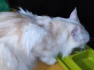 Nasib Kucing Maine Coon Eko Patrio di Rumah yang Dijarah