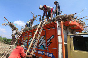 Program Peningkatan Produktivitas Lahan Tebu