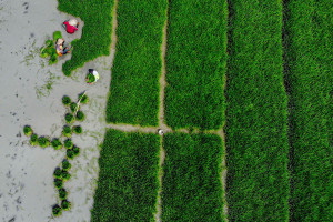 Musim Tanam Padi di Lahan Sawah Tadah Hujan