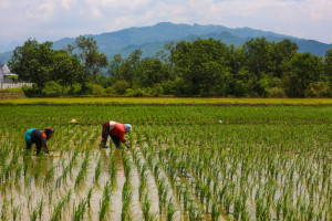 BPS Memproyeksikan Produksi Padi Pada Kuartal III/2025 Akan Mencapai 5,76 juta ton Gabah Kering Giling (GKG)
